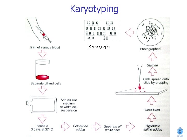 Karyotyping Karyograph 