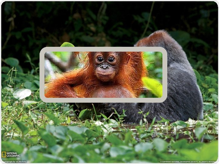 HEWAN HO ME Konservasi primata Indonesia Dalam berbagai referensi sudah sering dijelaskan bahwa kata