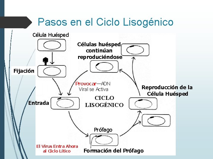 Pasos en el Ciclo Lisogénico Célula Huésped Células huésped continúan reproduciéndose Fijación Provocar—ADN Viral