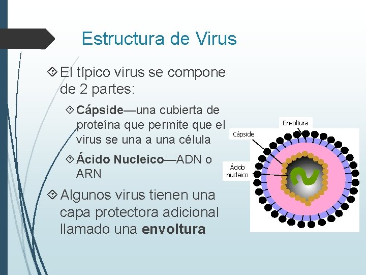 Estructura de Virus El típico virus se compone de 2 partes: Cápside—una cubierta de