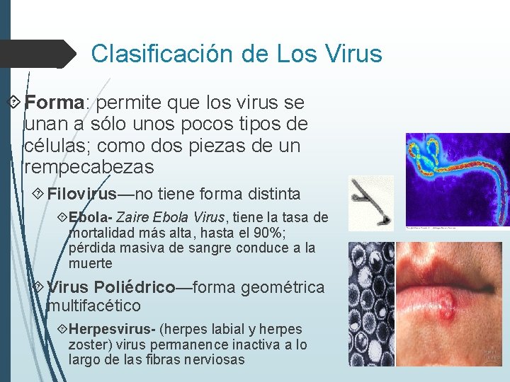 Clasificación de Los Virus Forma: permite que los virus se unan a sólo unos