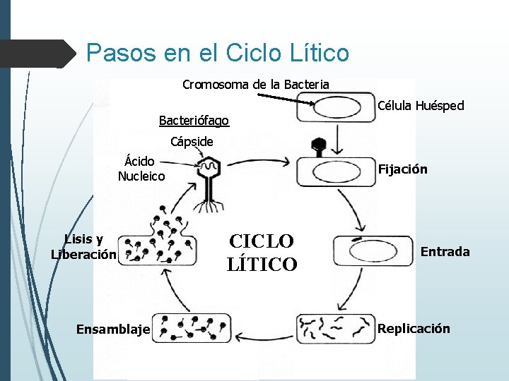 Pasos en el Ciclo Lítico Cromosoma de la Bacteriófago Célula Huésped Cápside Ácido Nucleico