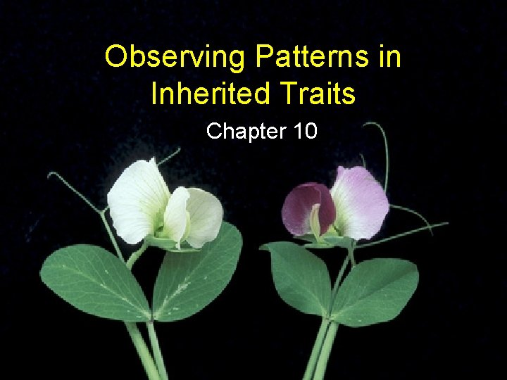 Observing Patterns in Inherited Traits Chapter 10 