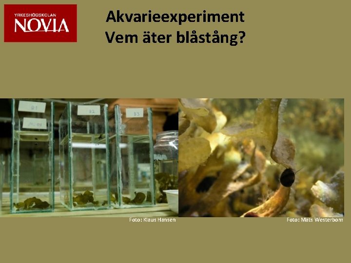 Akvarieexperiment Vem äter blåstång? Foto: Klaus Hansen Foto: Mats Westerbom 