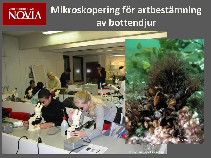 Mikroskopering för artbestämning av bottendjur Foto: Mats Westerbom Foto: Eva Sandberg-Kilpi 