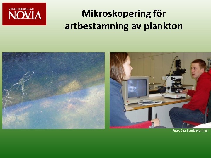 Mikroskopering för artbestämning av plankton Foto: Eva Sandberg-Kilpi 