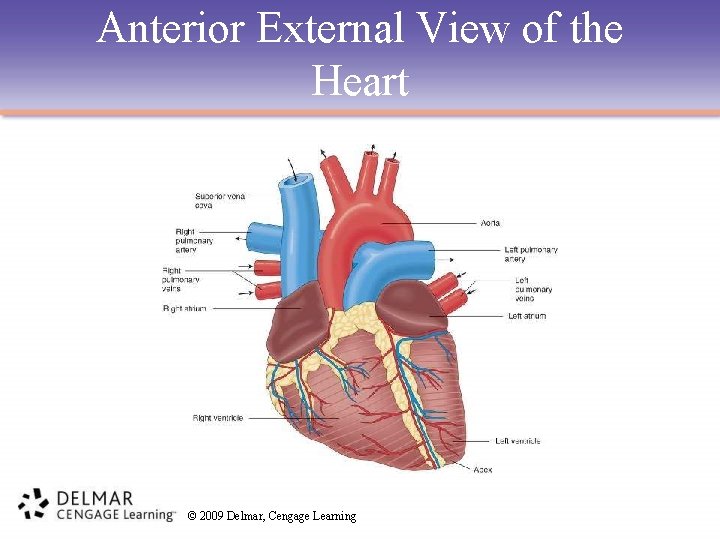 Anterior External View of the Heart © 2009 Delmar, Cengage Learning 