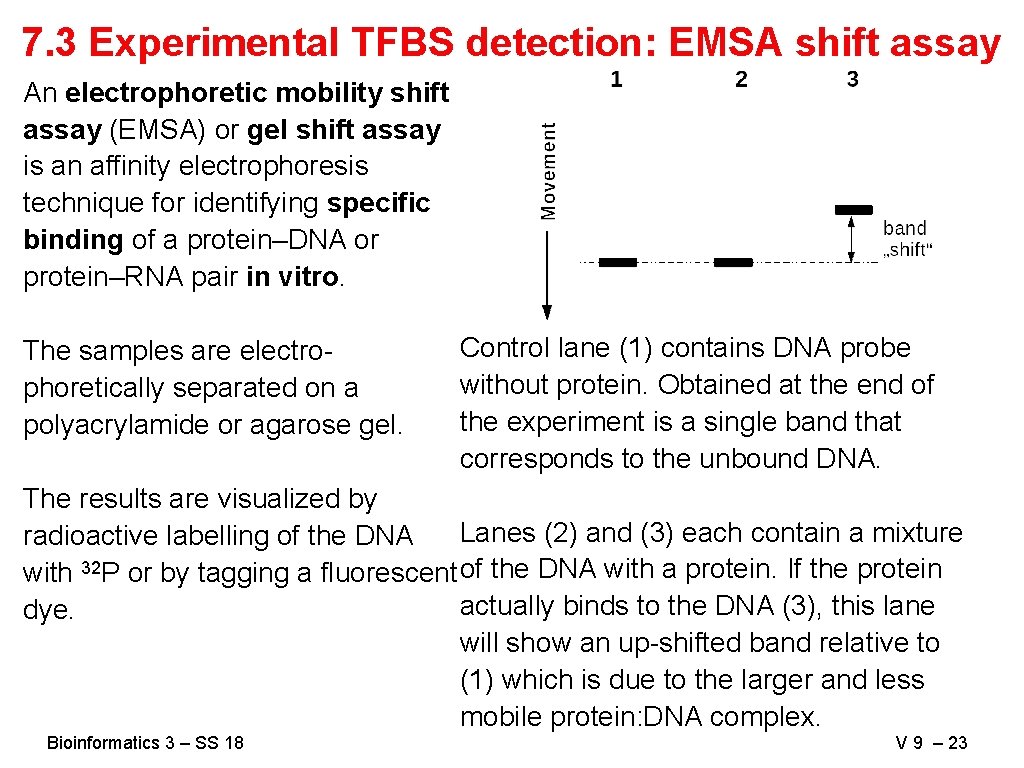 7. 3 Experimental TFBS detection: EMSA shift assay An electrophoretic mobility shift assay (EMSA)