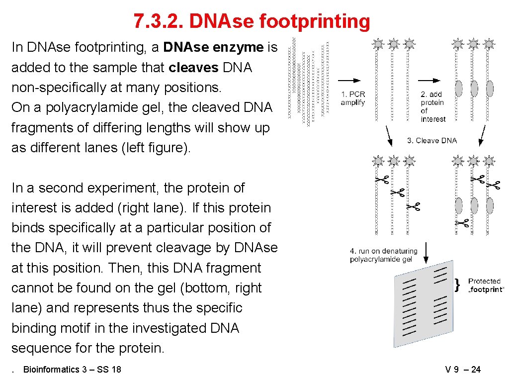 7. 3. 2. DNAse footprinting In DNAse footprinting, a DNAse enzyme is added to