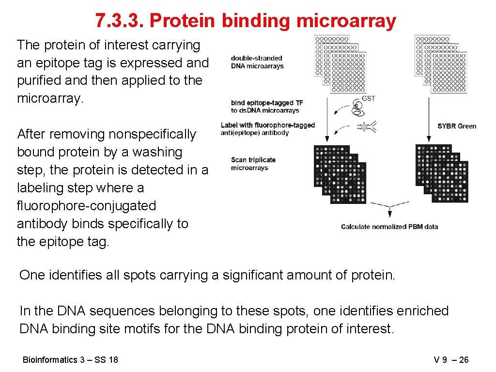 7. 3. 3. Protein binding microarray The protein of interest carrying an epitope tag