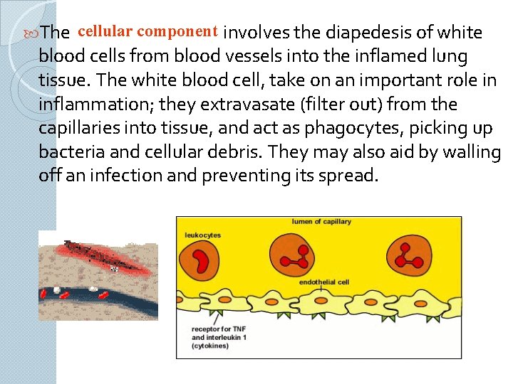  The cellular component involves the diapedesis of white blood cells from blood vessels