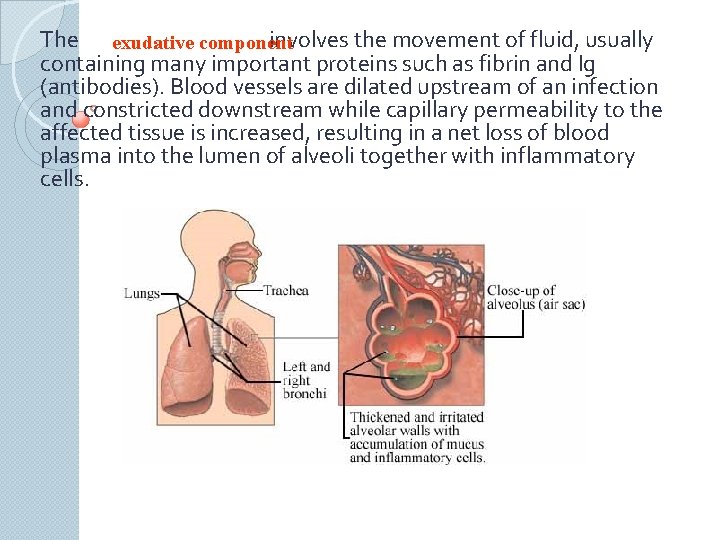 The exudative component involves the movement of fluid, usually containing many important proteins such