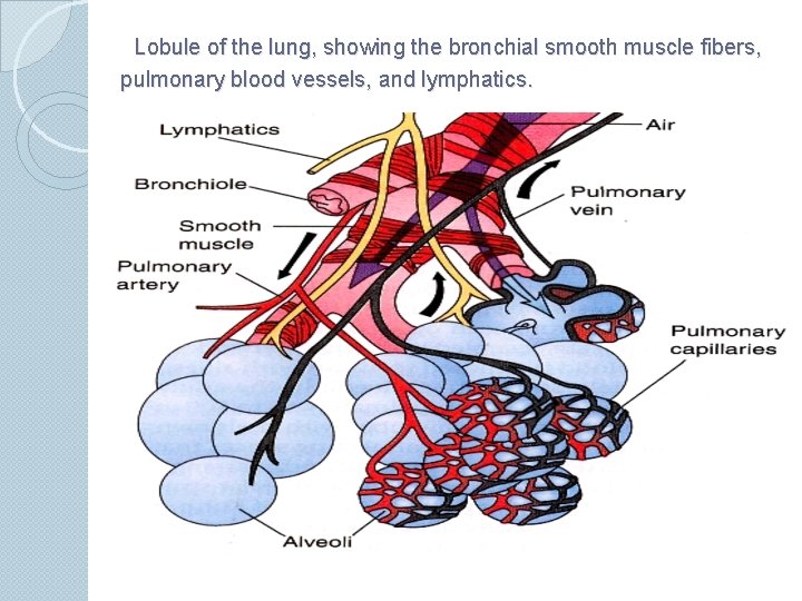 Lobule of the lung, showing the bronchial smooth muscle fibers, pulmonary blood vessels, and
