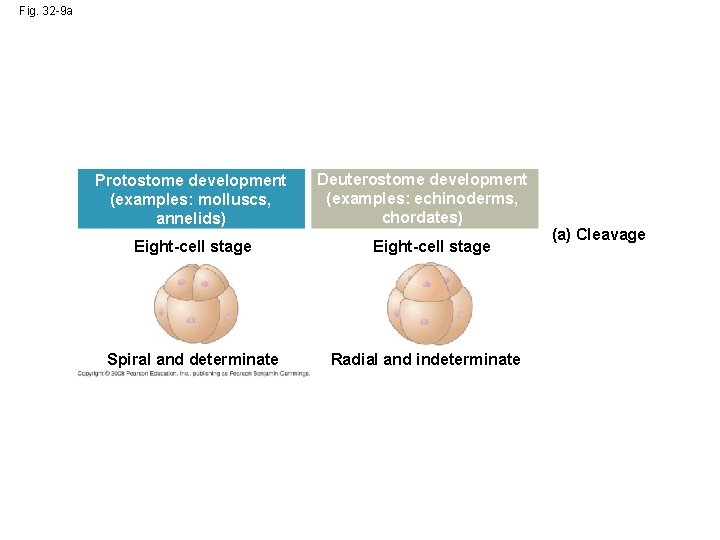 Protostomes Examples Correlative Body Systems Body Temperature Regulation Endothermy Using