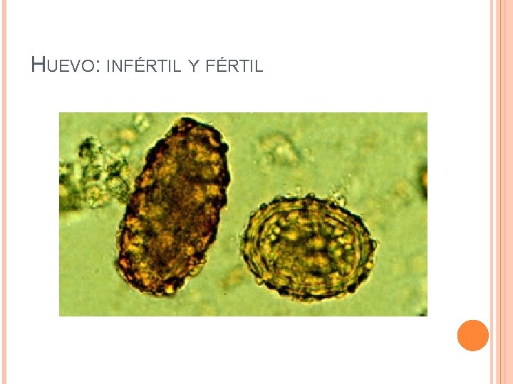 HUEVO: INFÉRTIL Y FÉRTIL 