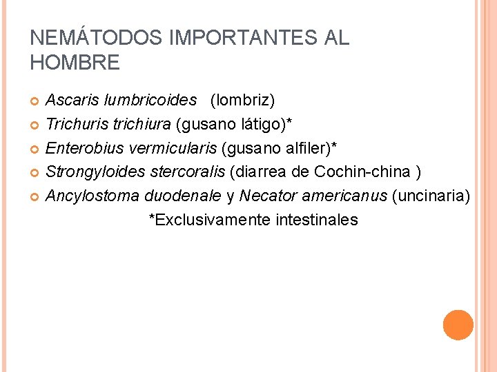 NEMÁTODOS IMPORTANTES AL HOMBRE Ascaris lumbricoides (lombriz) Trichuris trichiura (gusano látigo)* Enterobius vermicularis (gusano