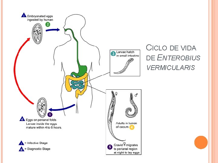 CICLO DE VIDA DE ENTEROBIUS VERMICULARIS 