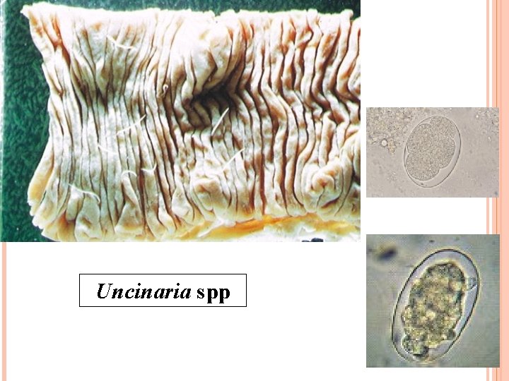 Uncinaria spp 