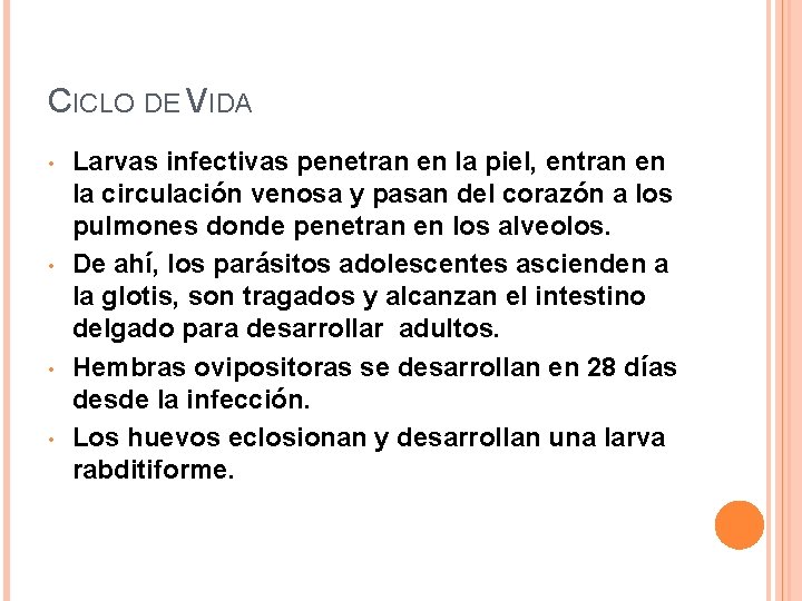 CICLO DE VIDA • • Larvas infectivas penetran en la piel, entran en la