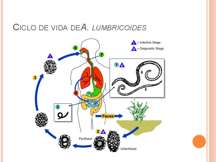 CICLO DE VIDA DE A. LUMBRICOIDES 