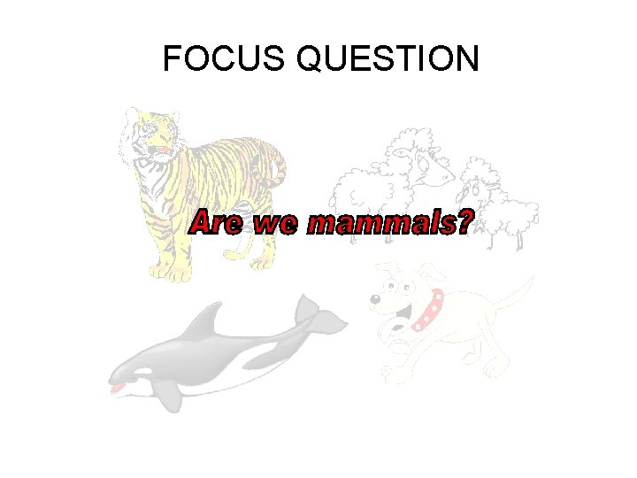 FOCUS QUESTION 