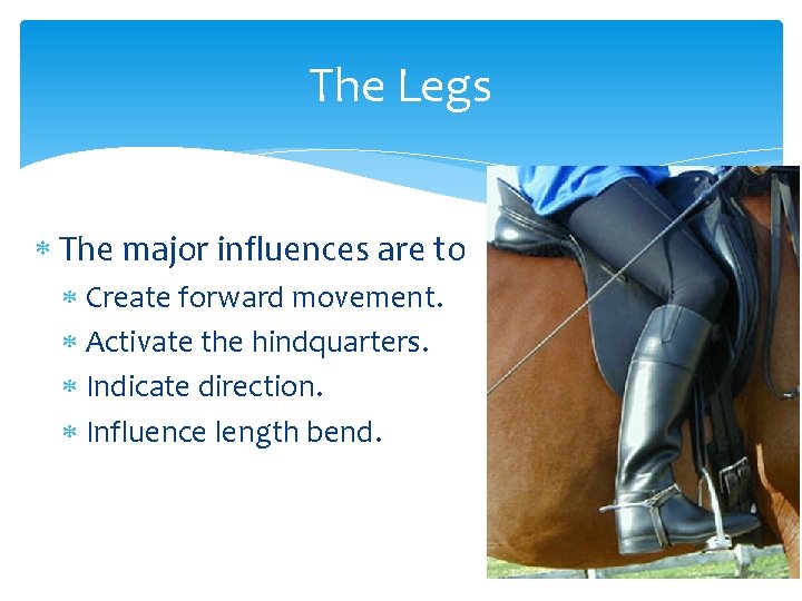 The Legs The major influences are to Create forward movement. Activate the hindquarters. Indicate