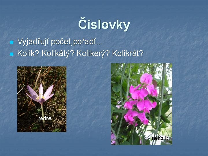 Číslovky n n Vyjadřují počet, pořadí… Kolik? Kolikátý? Kolikerý? Kolikrát? jedna několik 