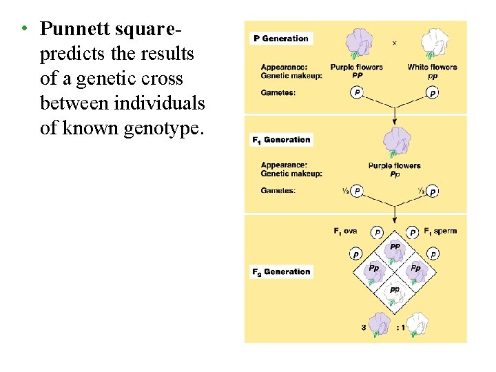  • Punnett squarepredicts the results of a genetic cross between individuals of known