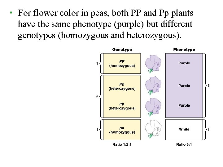  • For flower color in peas, both PP and Pp plants have the