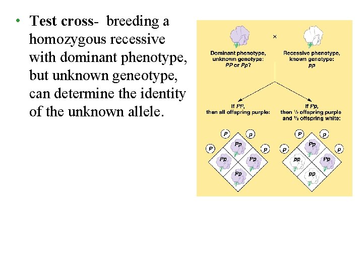  • Test cross- breeding a homozygous recessive with dominant phenotype, but unknown geneotype,