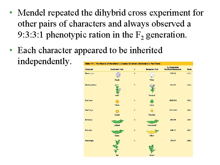  • Mendel repeated the dihybrid cross experiment for other pairs of characters and