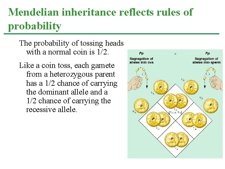 Mendelian inheritance reflects rules of probability The probability of tossing heads with a normal