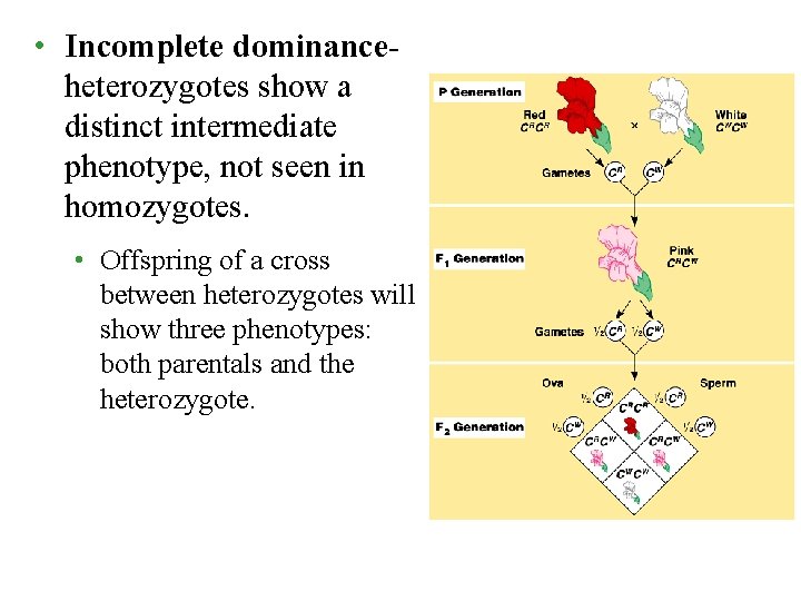  • Incomplete dominanceheterozygotes show a distinct intermediate phenotype, not seen in homozygotes. •