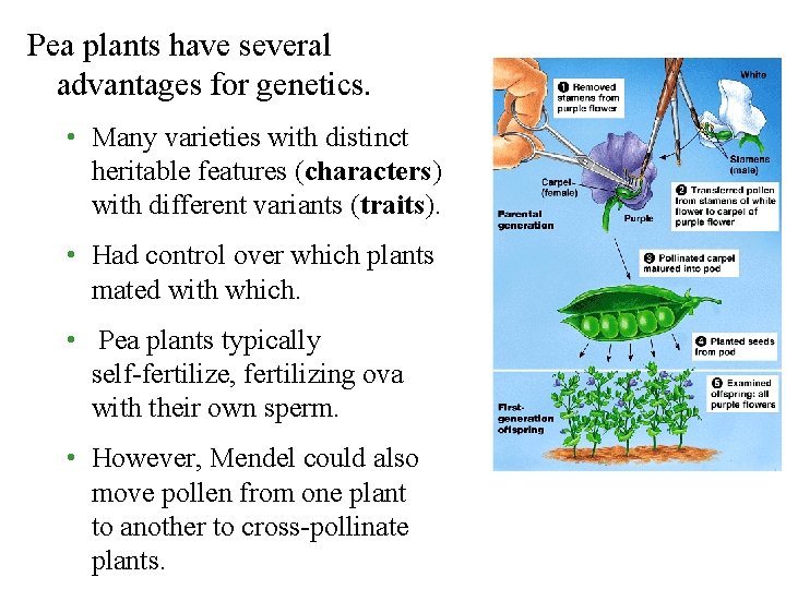 Pea plants have several advantages for genetics. • Many varieties with distinct heritable features