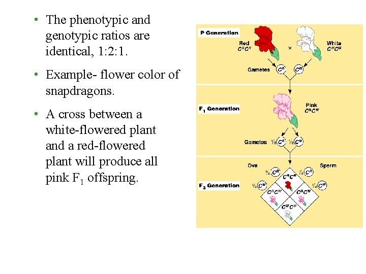  • The phenotypic and genotypic ratios are identical, 1: 2: 1. • Example-