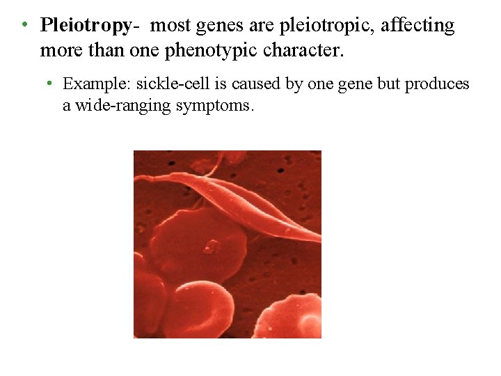  • Pleiotropy- most genes are pleiotropic, affecting more than one phenotypic character. •