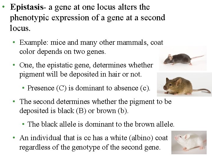  • Epistasis- a gene at one locus alters the phenotypic expression of a