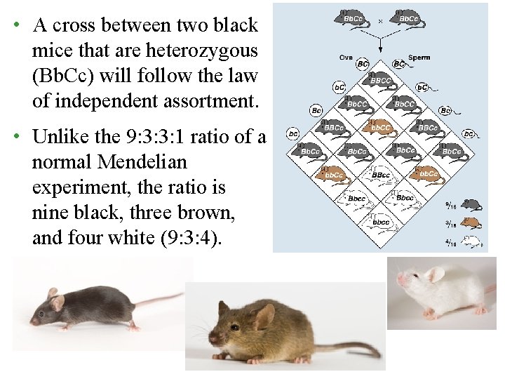  • A cross between two black mice that are heterozygous (Bb. Cc) will