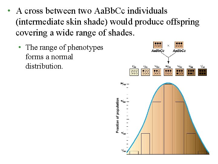  • A cross between two Aa. Bb. Cc individuals (intermediate skin shade) would