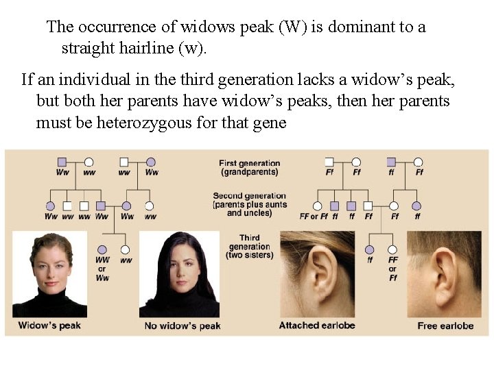 The occurrence of widows peak (W) is dominant to a straight hairline (w). If