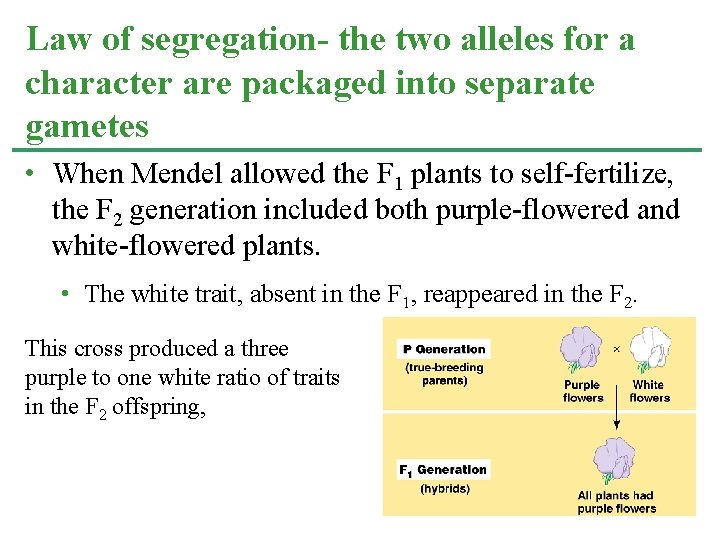 Law of segregation- the two alleles for a character are packaged into separate gametes