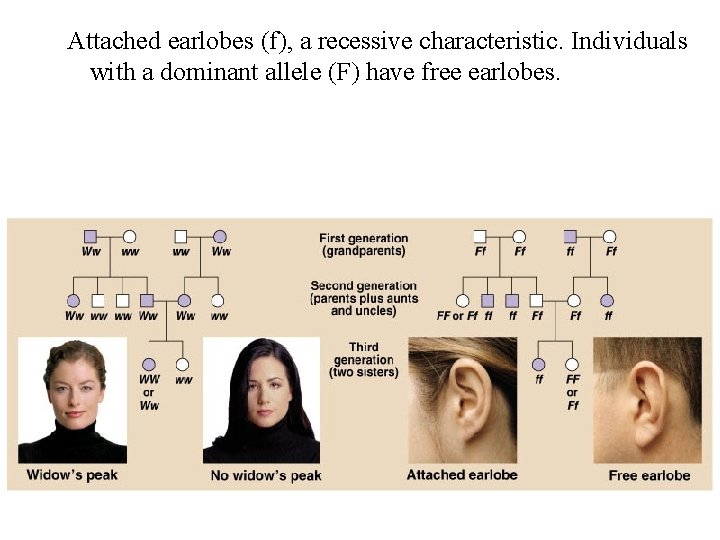 Attached earlobes (f), a recessive characteristic. Individuals with a dominant allele (F) have free