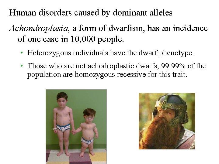 Human disorders caused by dominant alleles Achondroplasia, a form of dwarfism, has an incidence