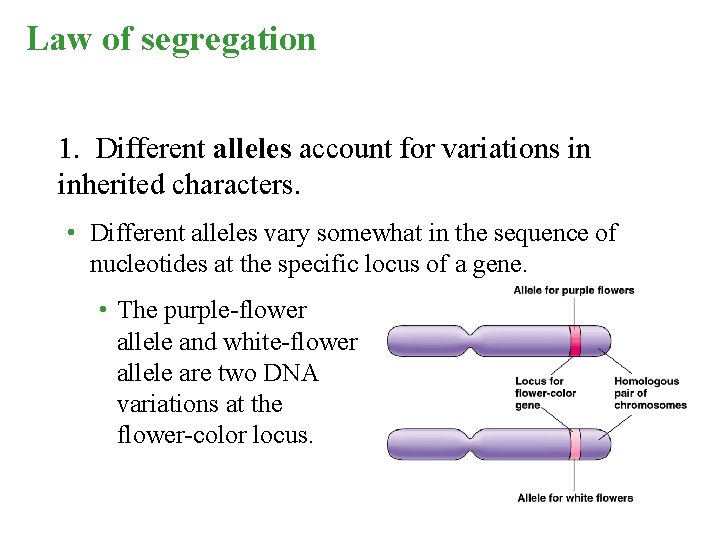 Law of segregation 1. Different alleles account for variations in inherited characters. • Different