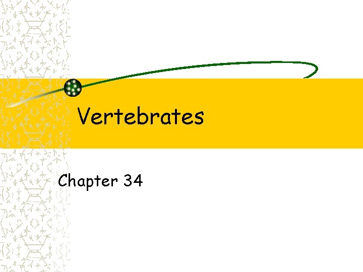 Vertebrates Chapter 34 