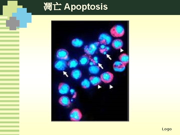 凋亡 Apoptosis Logo 