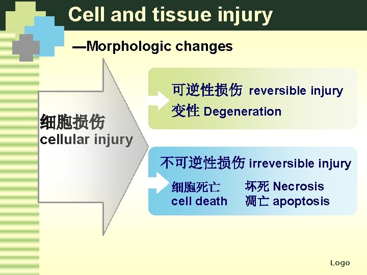 Cell and tissue injury ---Morphologic changes 细胞损伤 可逆性损伤 reversible injury 变性 Degeneration cellular injury