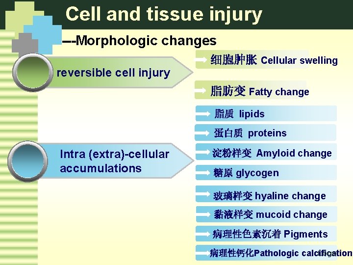 Cell and tissue injury ---Morphologic changes 细胞肿胀 Cellular swelling reversible cell injury 脂肪变 Fatty