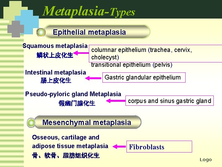 Metaplasia-Types Epithelial metaplasia Squamous metaplasia columnar epithelium (trachea, cervix, 鳞状上皮化生 cholecyst) transitional epithelium (pelvis)