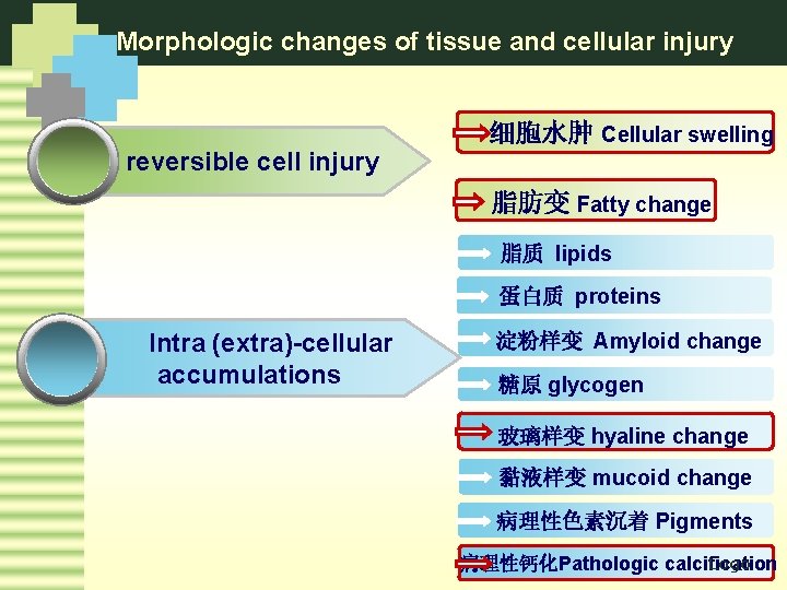 Morphologic changes of tissue and cellular injury 细胞水肿 Cellular swelling reversible cell injury 脂肪变